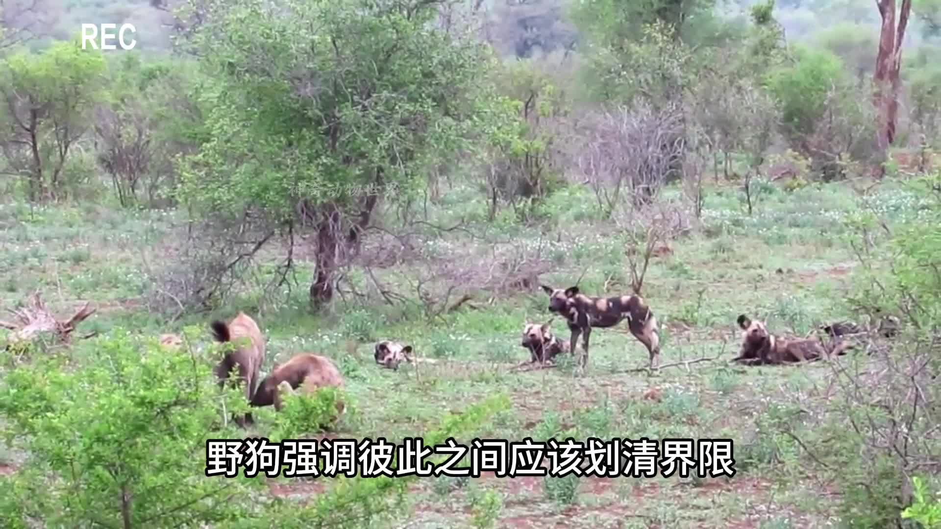 鬣狗与鬣狗针锋相对剑拔弩张准备展开较量