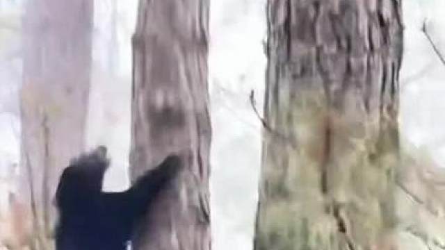 熊:想要我就给你