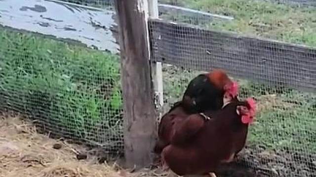 的屋俺