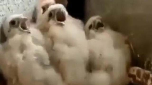 我们不是想吃！我们是在唱歌！
