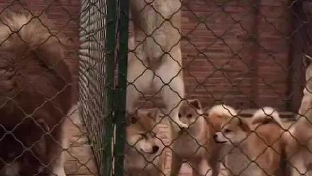 东北话这叫褶柳子，知道啥意思不