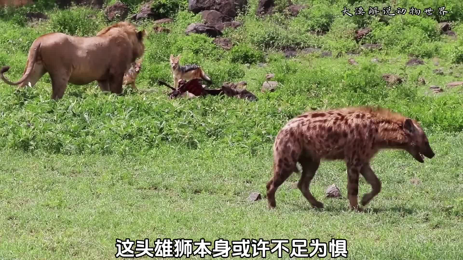 一头雄狮一而再再而三驱赶三十只鬣狗！