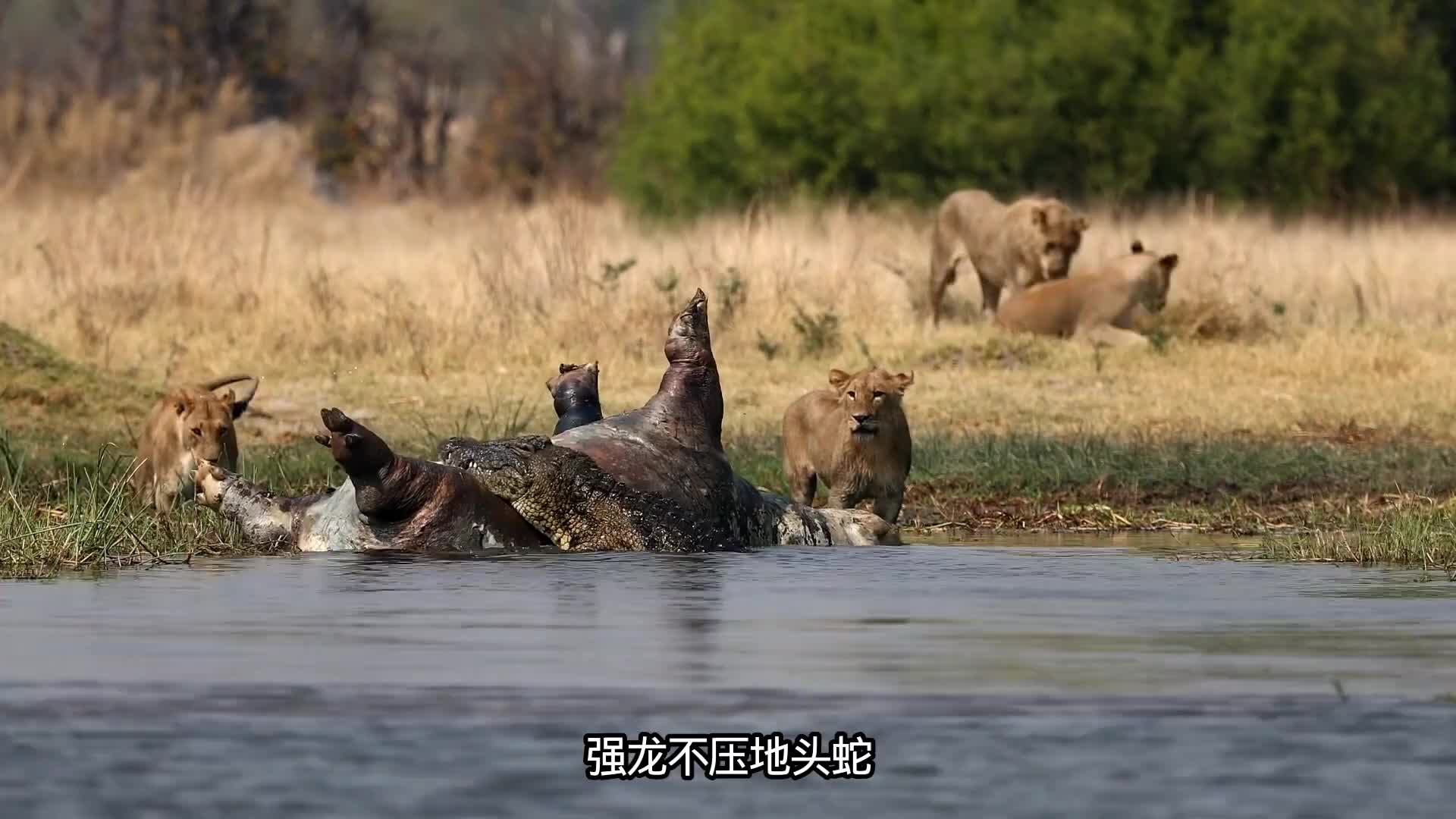 河马爆炸鬣狗遭殃。