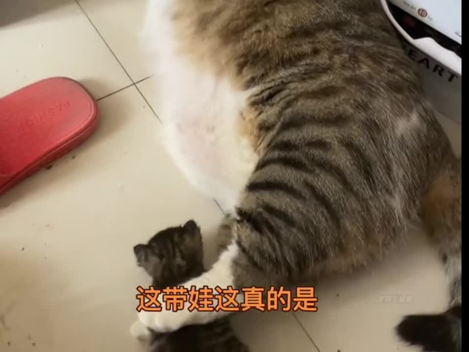 不靠谱猫妈带娃~