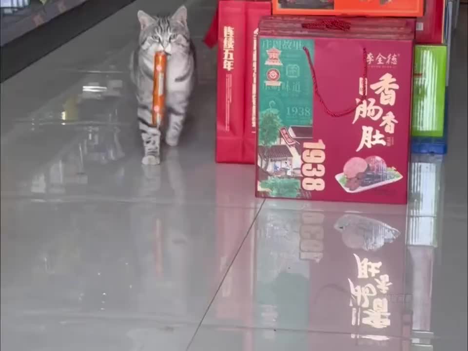 哪有猫咪不嘴馋的！