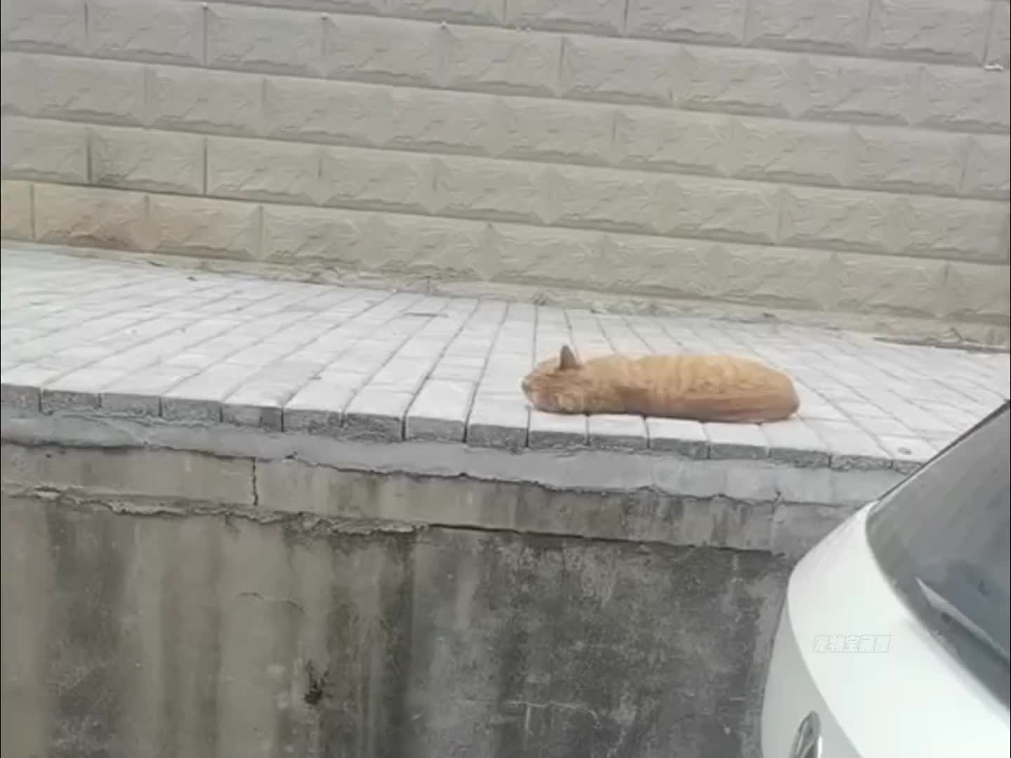 笨蛋猫咪的倒霉日常~