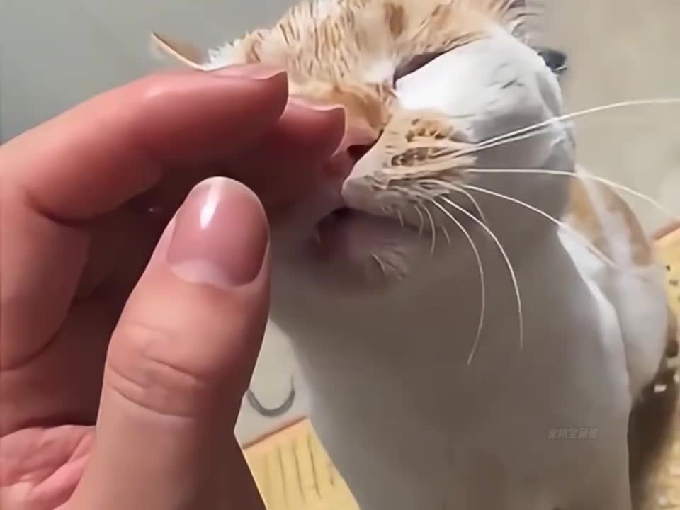 那些被玩坏的猫咪~