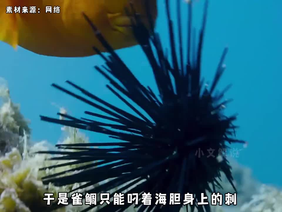 原来海胆才是雀鲷鱼菜园里最大的害虫，那么雀鲷为什么会找人类帮忙清理海胆，因为他善啊