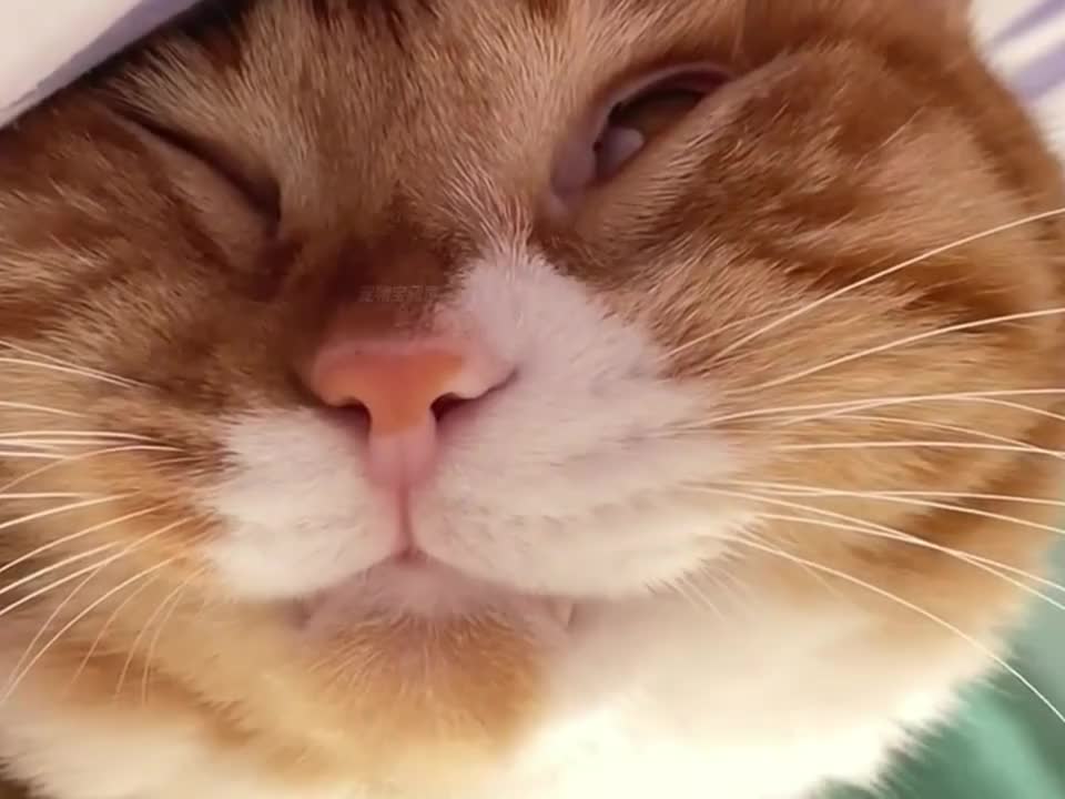 猫咪的雷霆睡姿大赏~