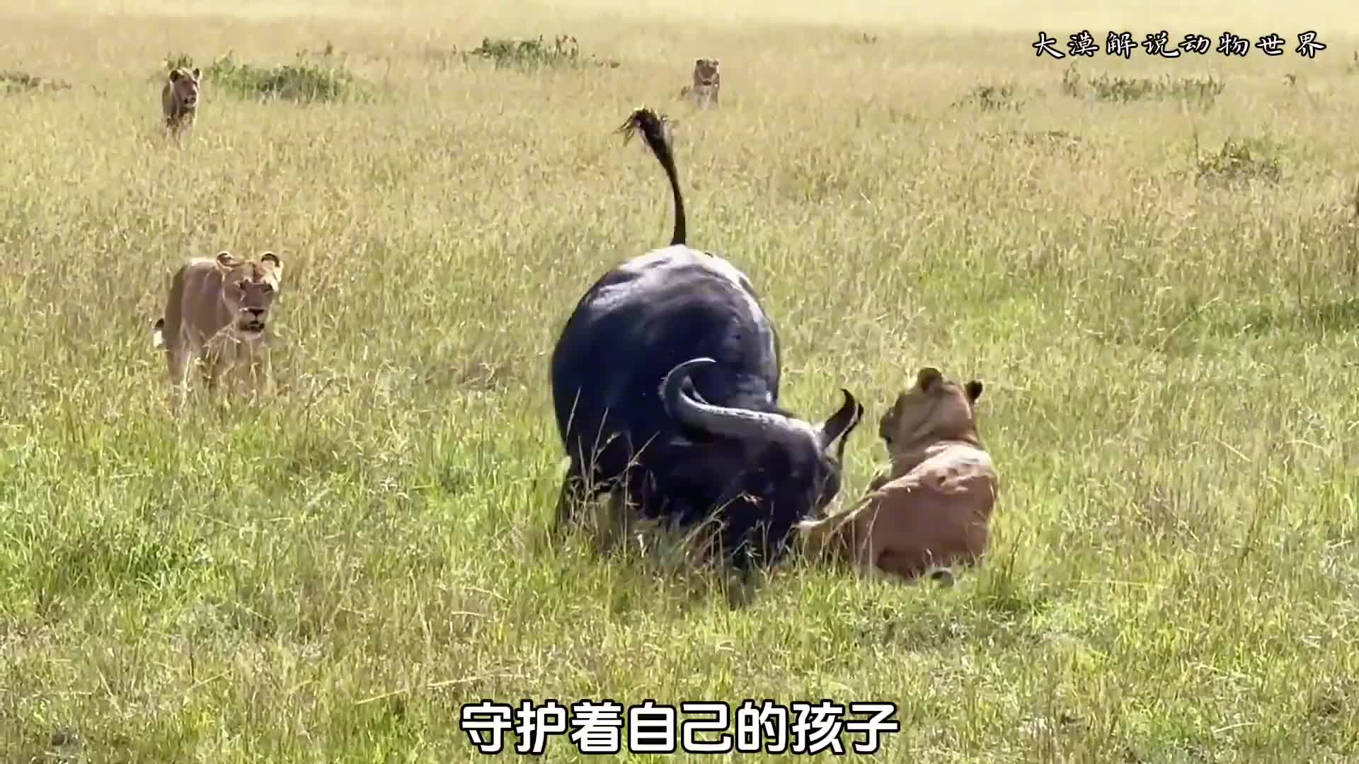 狮群狩猎刚分娩的母牛。