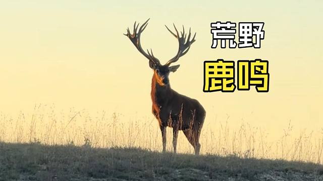 那些岁月静好的动物视频！
