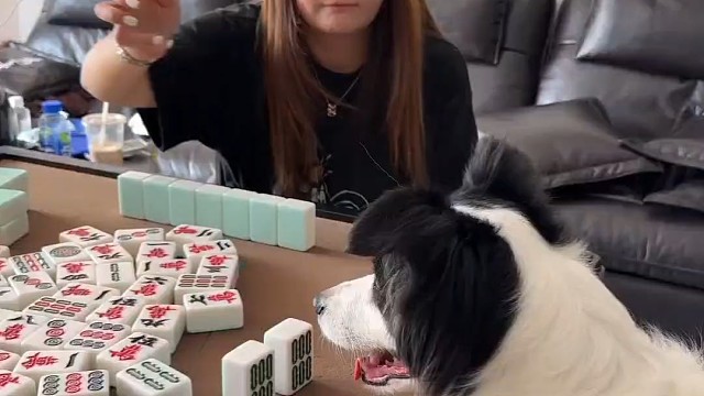 你想不想来挑战边牧软软打麻将