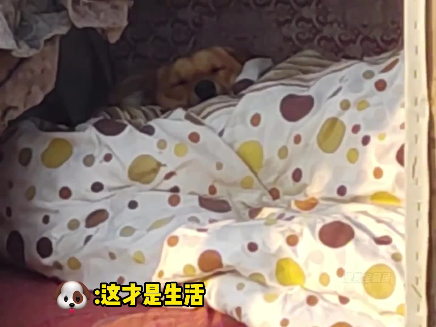 金窝银窝不如自己的狗窝~