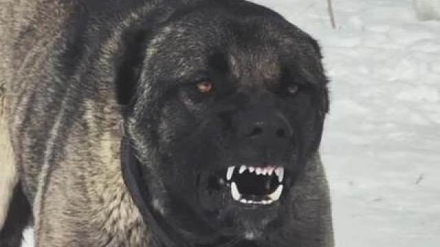 鬼獒