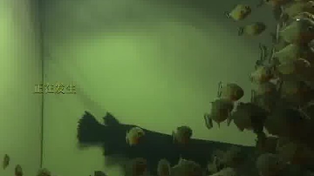 电鳗的电量有多恐怖