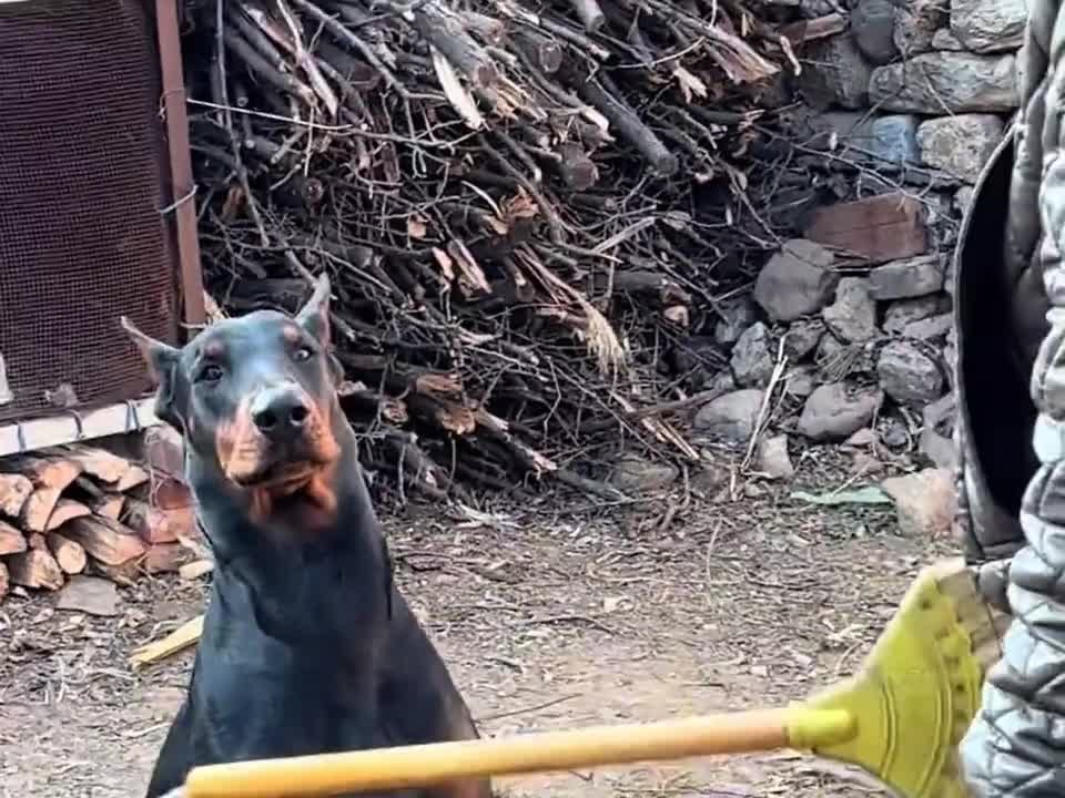 全国小狗犯错统一表情 狗狗我呀，又要挨揍了~