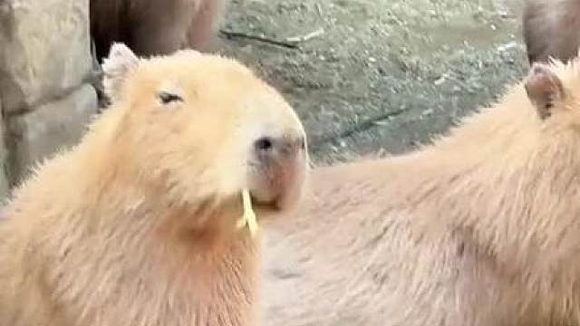 上才艺！