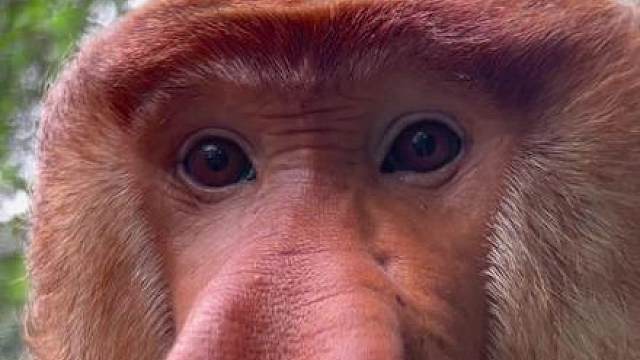 这样看纳总表情就很有趣