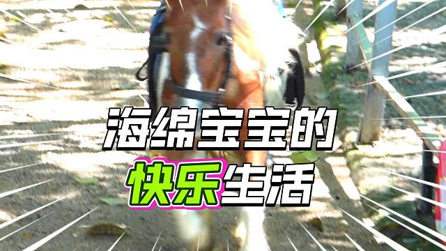 对生活的热情不亚于那块黄色海绵