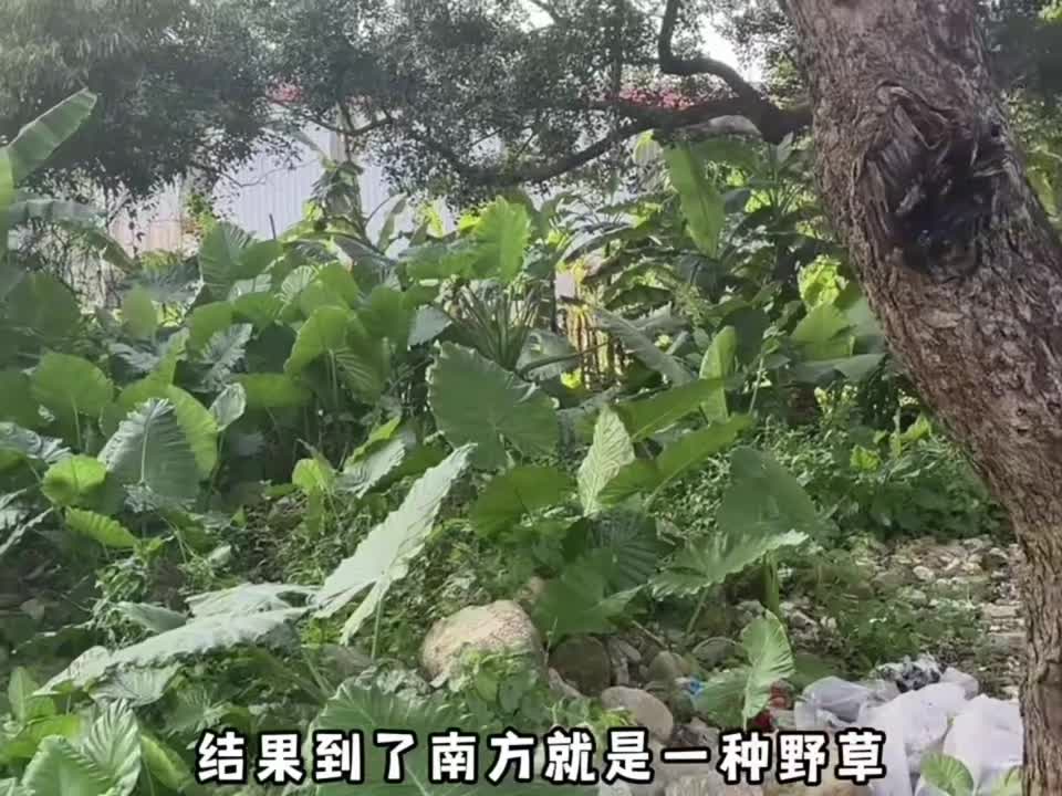 南北方植物差异