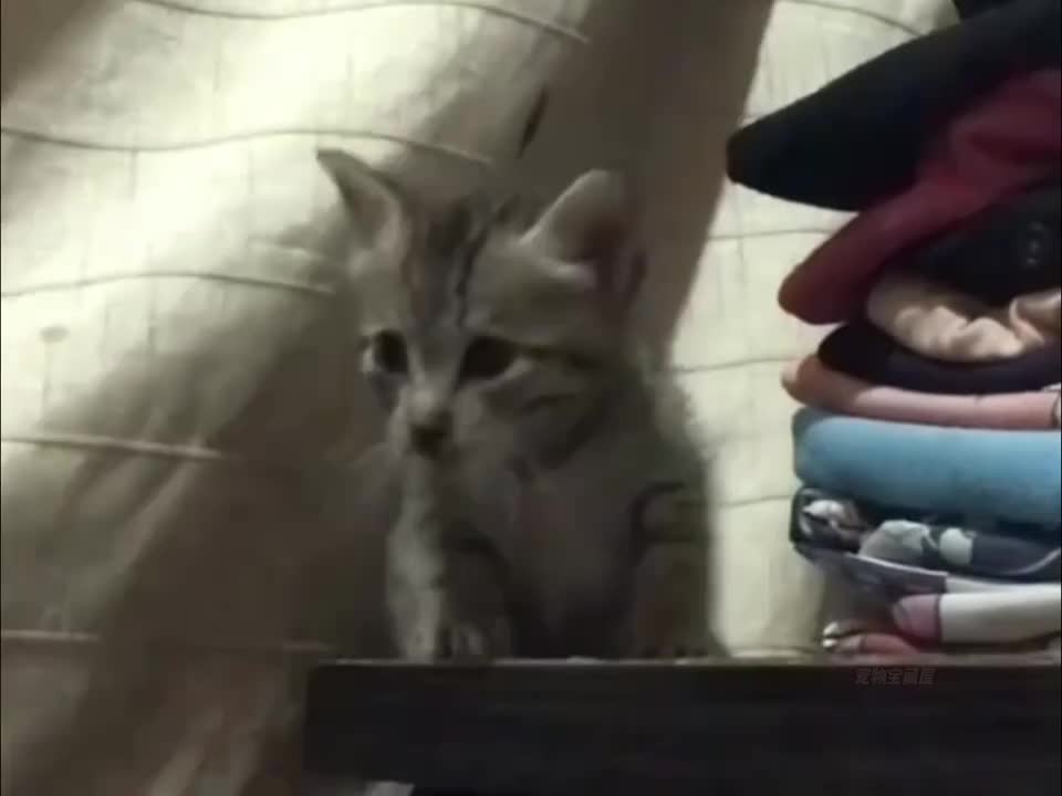 反复开机失败的猫咪~