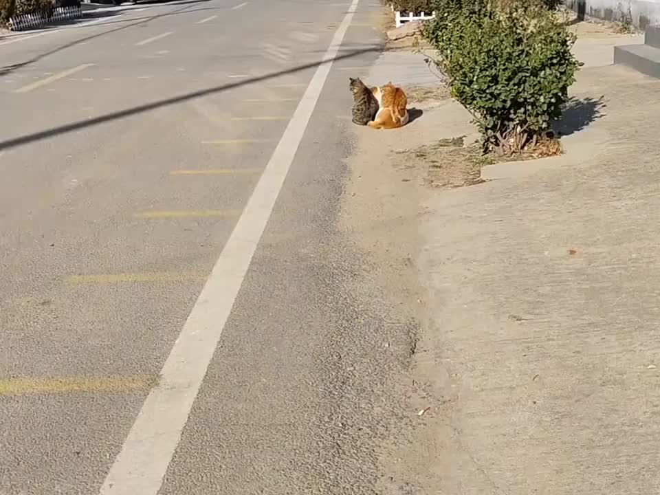 猫狗和谐治愈瞬间！ 这是你狗叔，那是你猫姨~