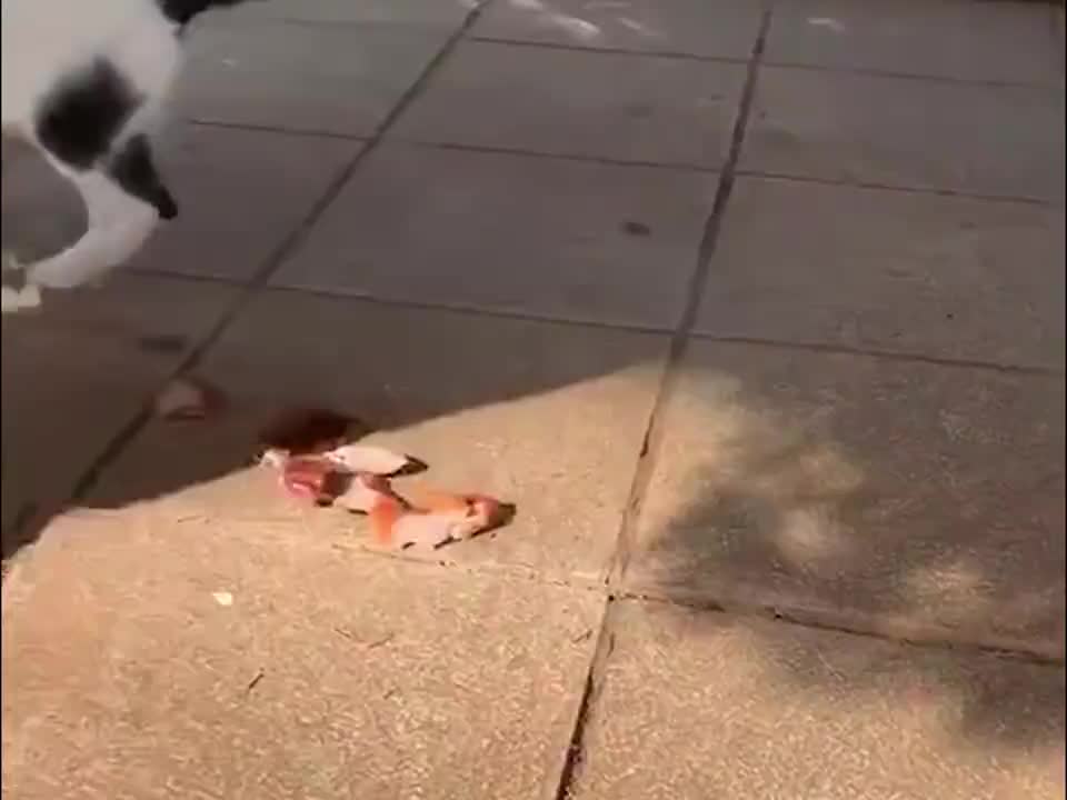 看似蠢笨，实则一点也不聪明 笨蛋小猫的搞怪日常~