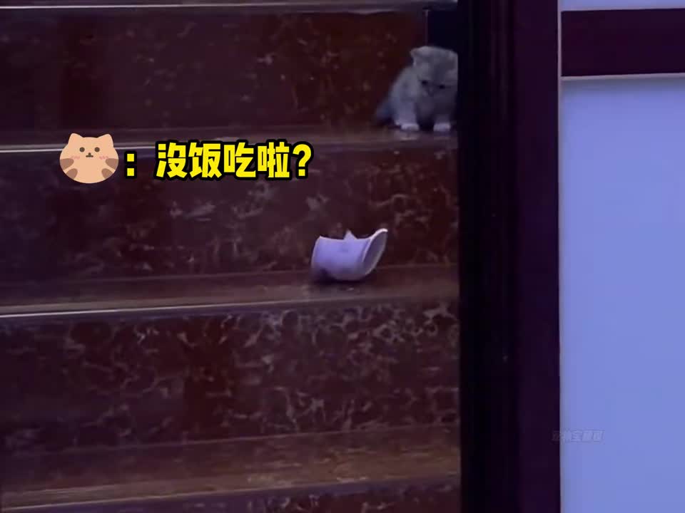 那些嘴馋的小猫咪，看看哪个最贪吃 猫以食为天~