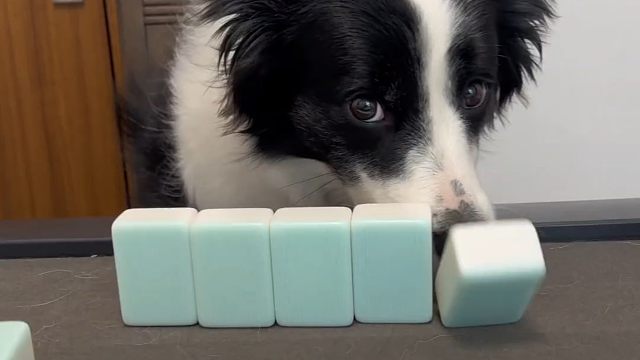 狗狗打麻将给你想要的生活