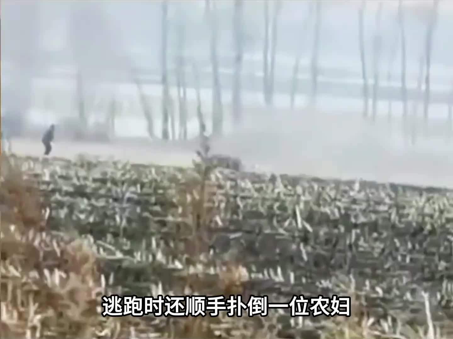 东北虎，中国人自己的金渐层！！！