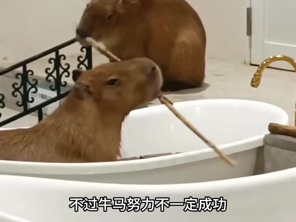 卡皮巴拉，动物界交际花