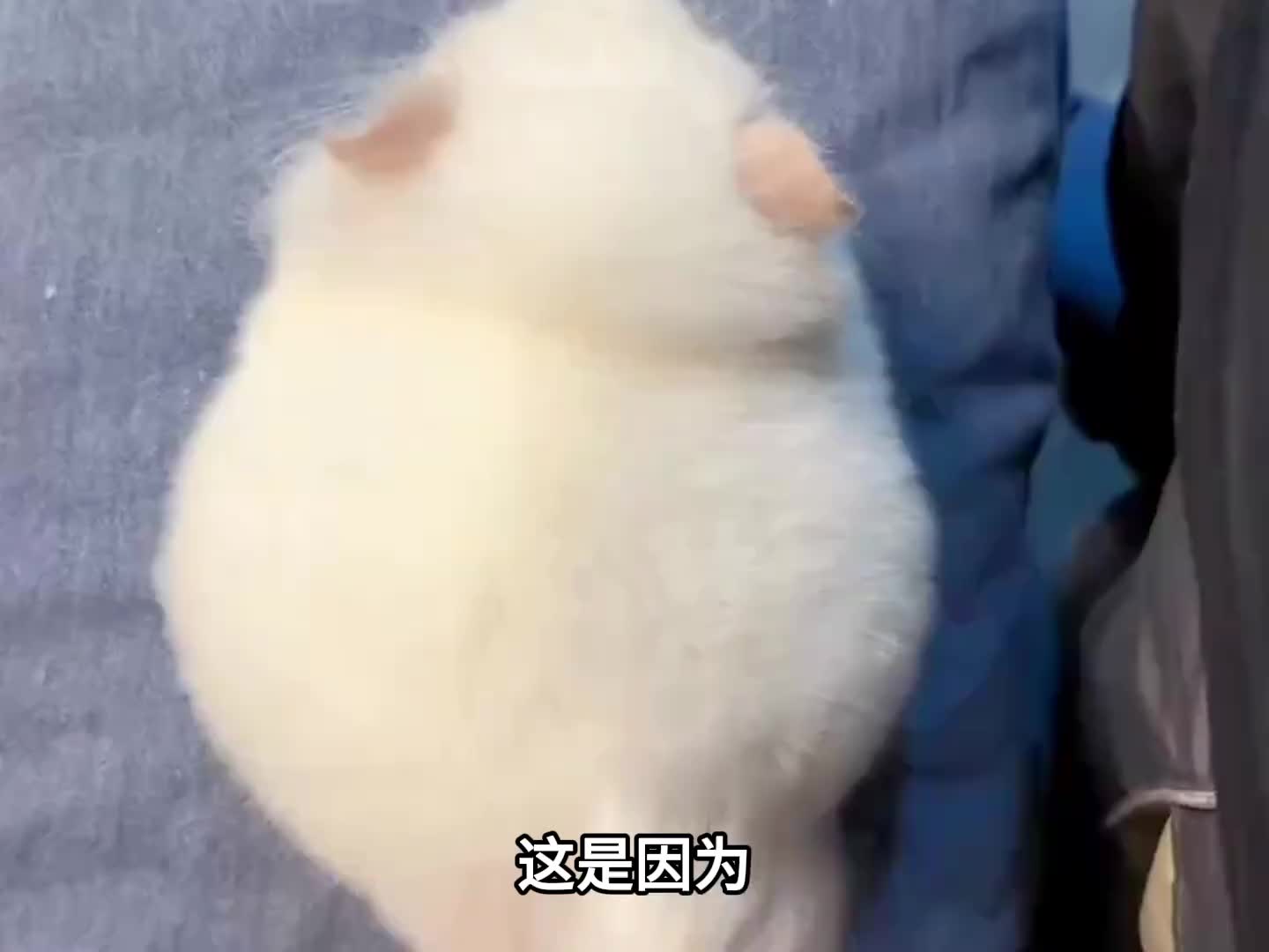 我就说亿遍，龙猫是最萌哒宠物