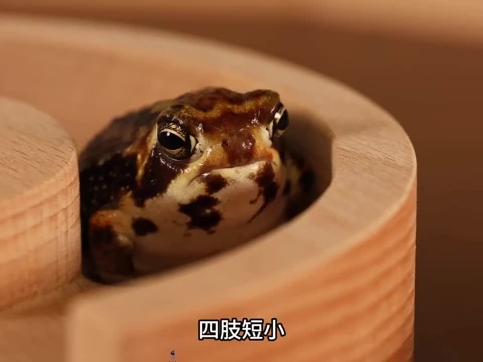 沙漠雨蛙，蛙蛙界的大奇葩