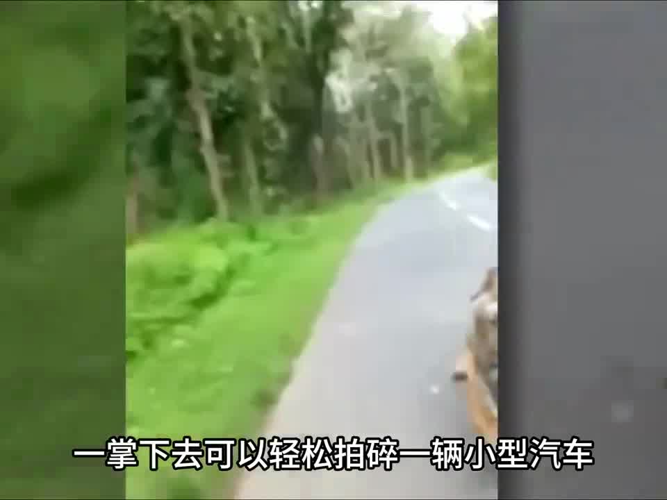老虎到底能有多凶猛？他跟狮子谁会更强？