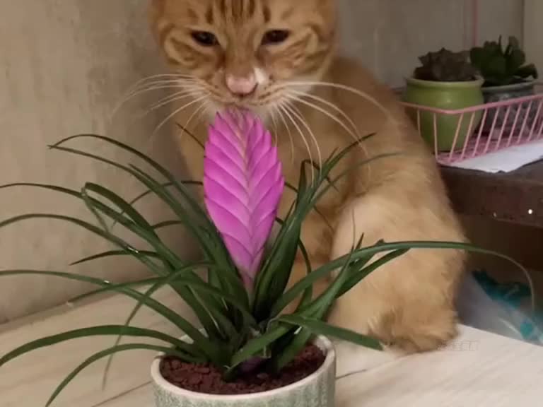 猫咪干坏事的捣蛋瞬间 猫咪干坏事的抓包现场~