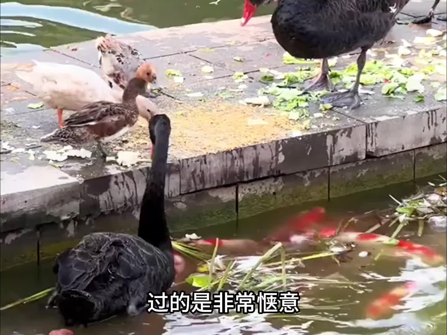 史蒂夫丢那猩