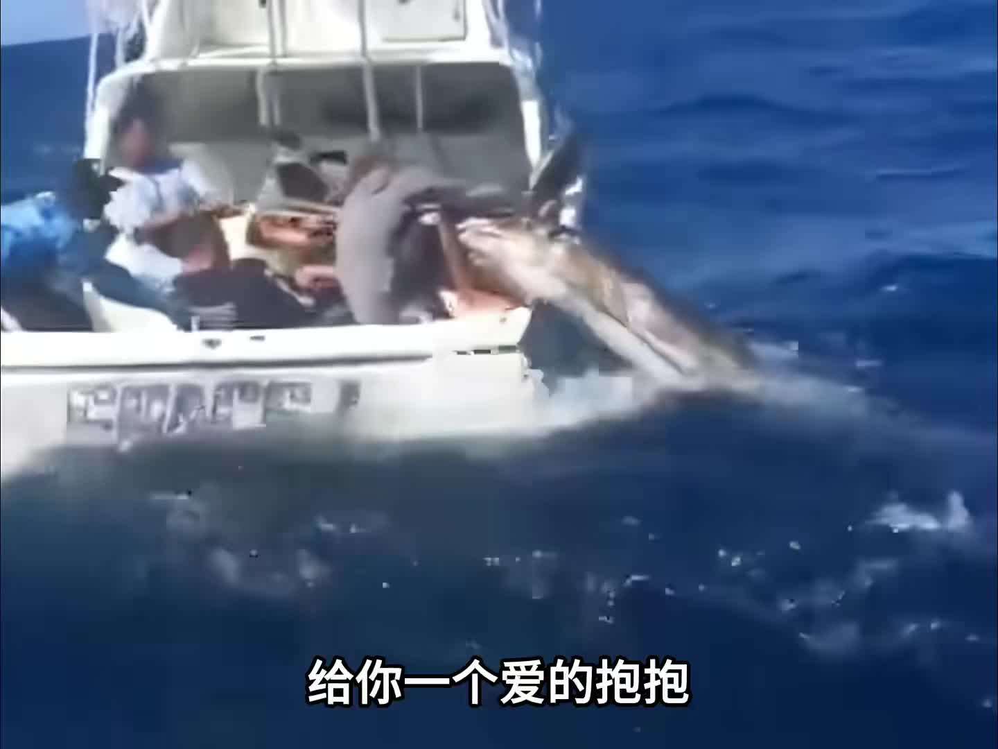 游泳速度最快的鱼类之一，被誉为海洋三剑客