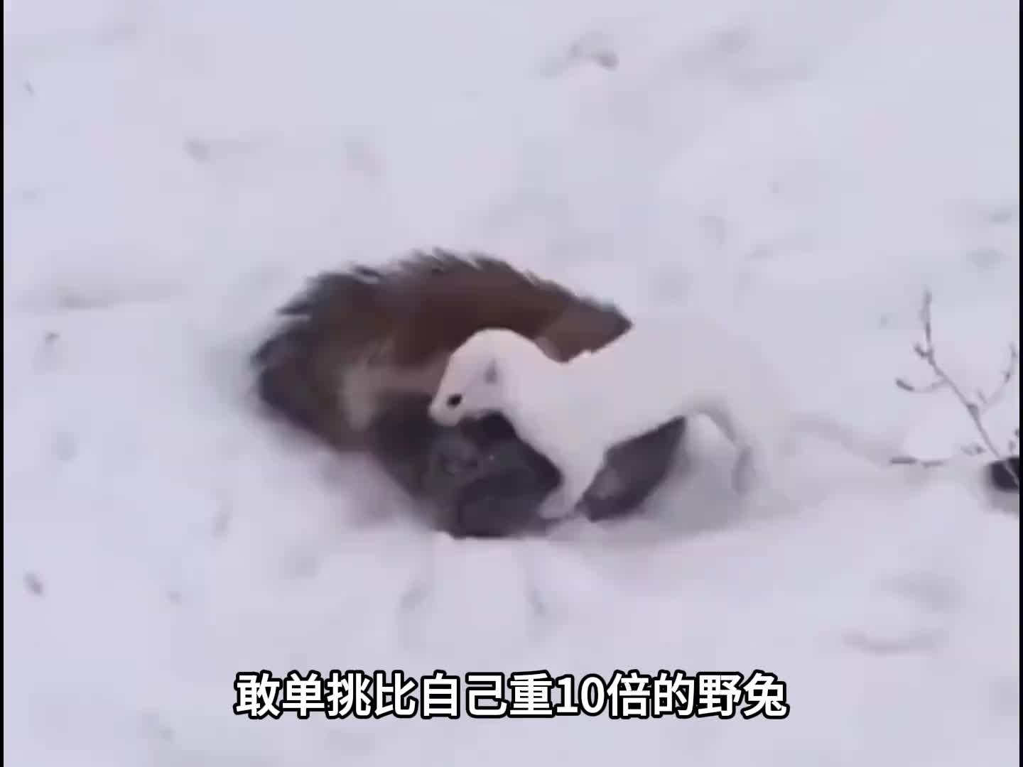 酷似毛绒玩具的小动物，很可爱