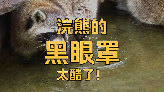 今天有请小小导游员为我们介绍小浣熊