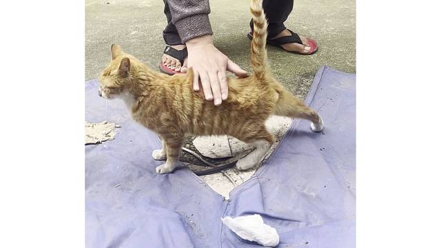 天线