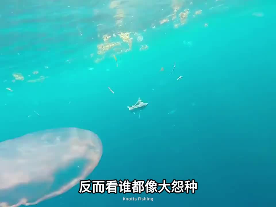 拖鞋鱼、海洋界的该溜子