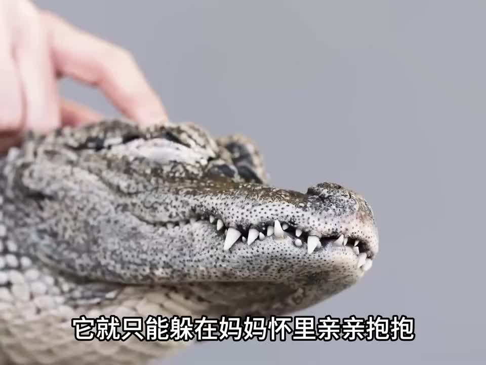 鳄鱼是水中霸主，非常强大，但是扬子鳄除外