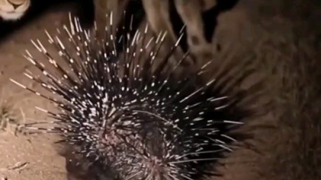 肥美的豪猪是狮子可望而不可及的蛋白质
