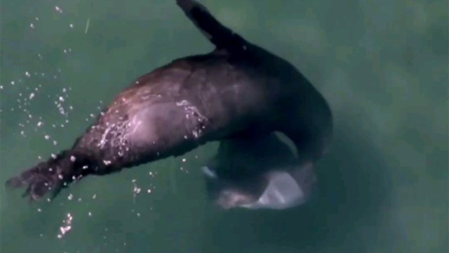 海狮锁定一只蝠鲼 把它像披萨一样分食了