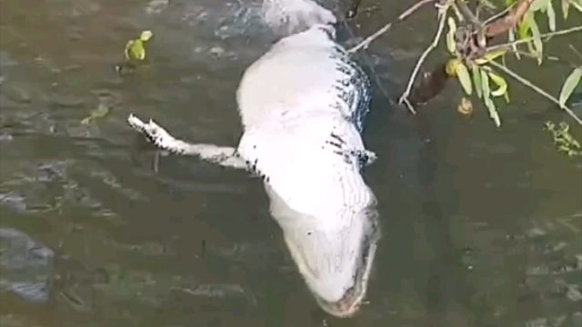 食人鱼正在啃食鳄鱼的尸体