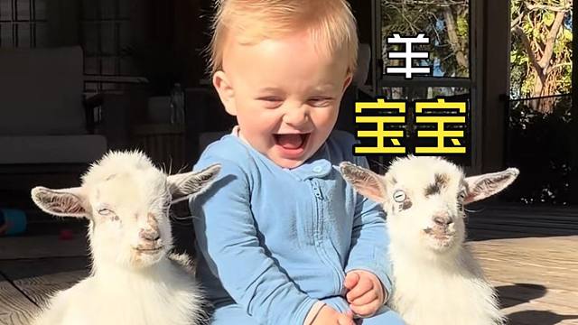 那些有爱的动物视频！
