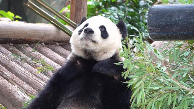 糟糕！小短腿暴露啦