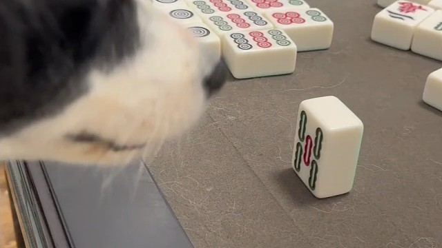 狗狗打麻将撑起了这个家