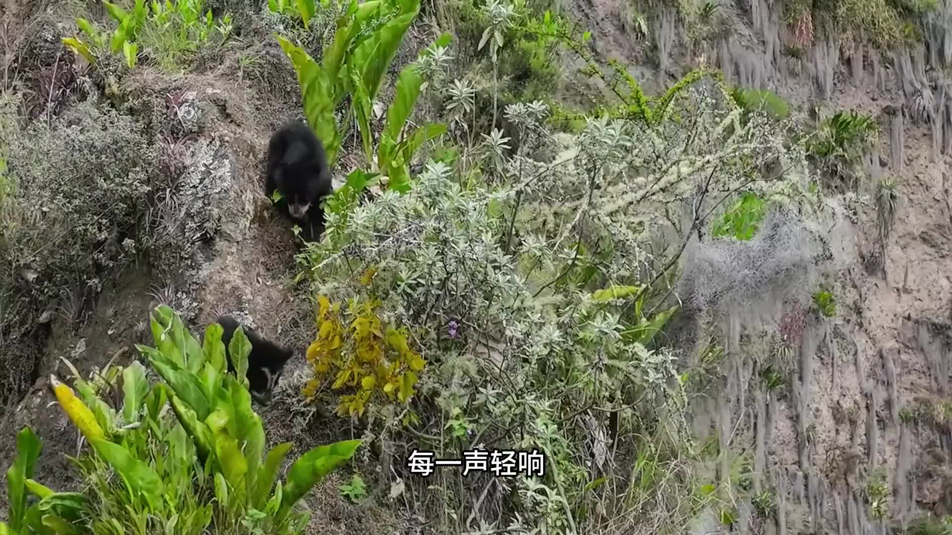 为了幼崽的安全，眼镜熊妈妈在百米悬崖之巅哺育幼崽