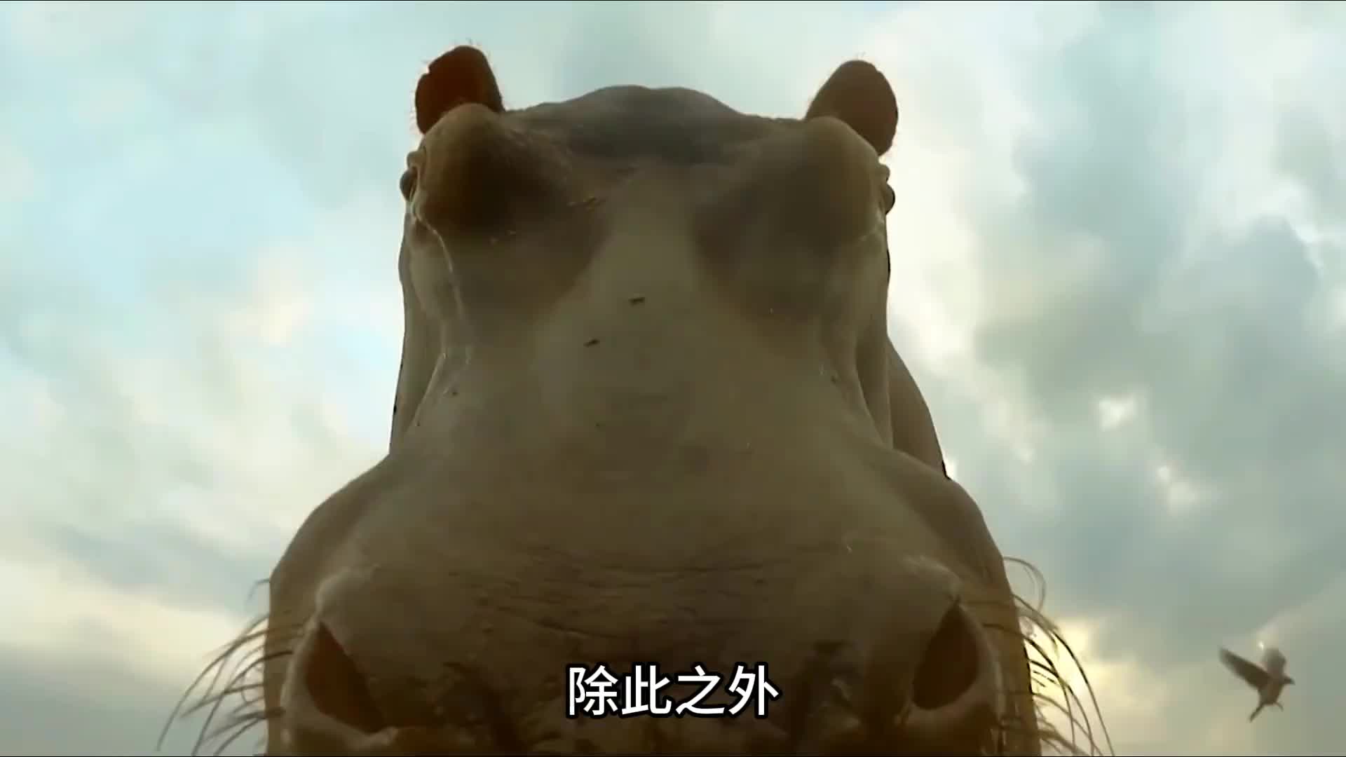 河马成功填补了河里没有马的空白